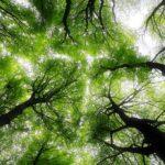 low angle photography of trees during daytime