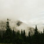 trees near mountain